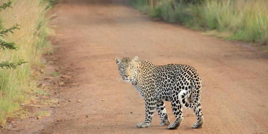 Bóng rổ 2026 chạy bộ sức bền