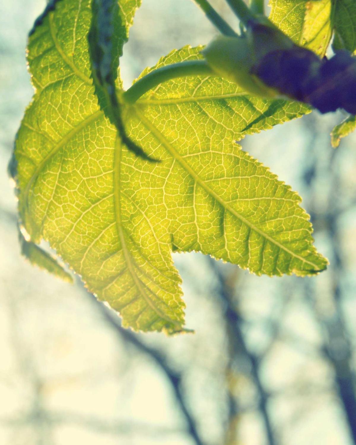 Nghệ thuật Botox