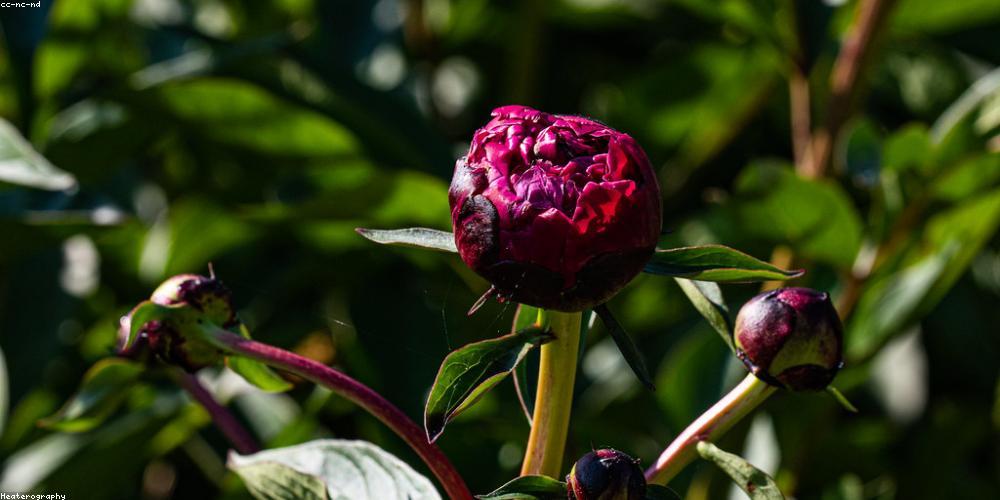 Automated Content Generation