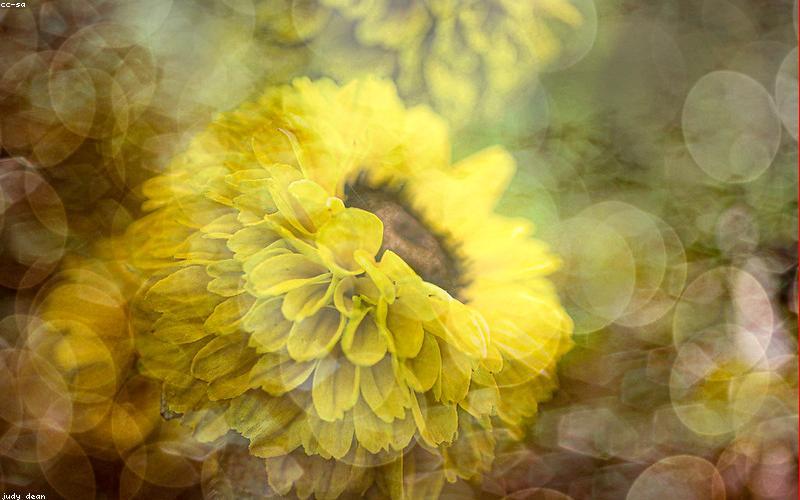 Cấu trúc da thật