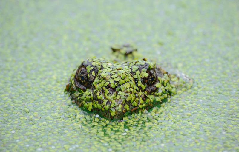 Phụ kiện deskpad và bàn phím