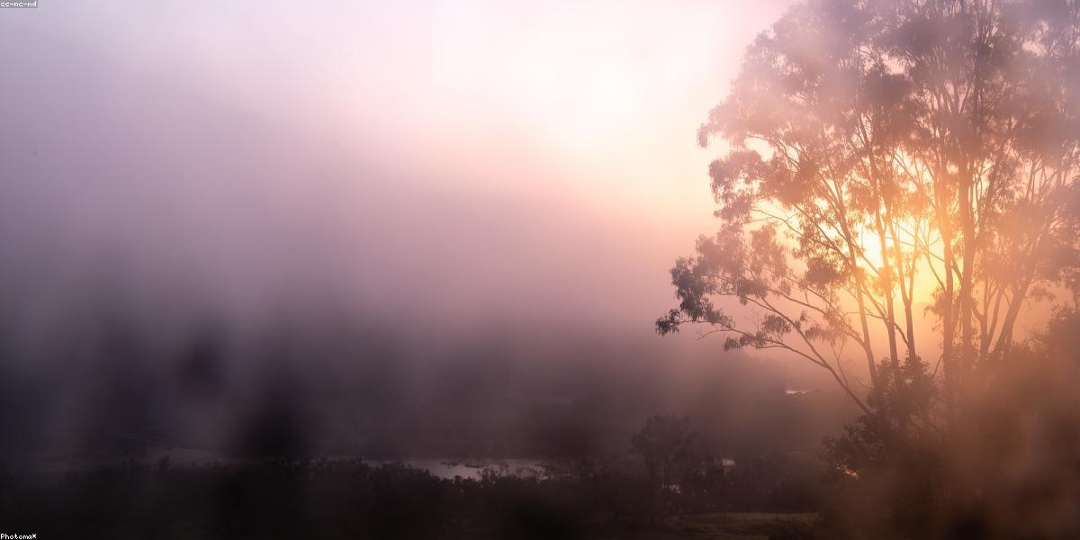 Rừng thông sương mù tại Forest Retreat