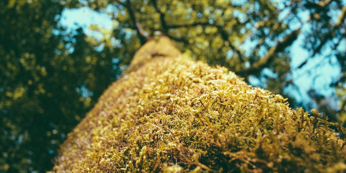 Chuyến tàu xuyên Siberia 2026