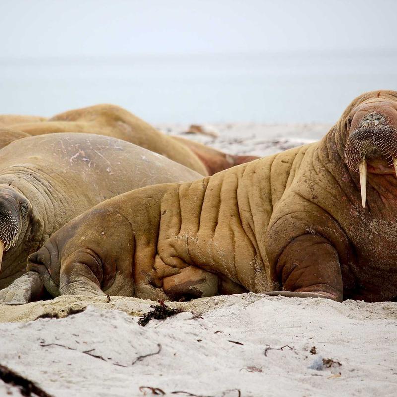 Giày Sneaker Da Nam ShopVN Classic 3