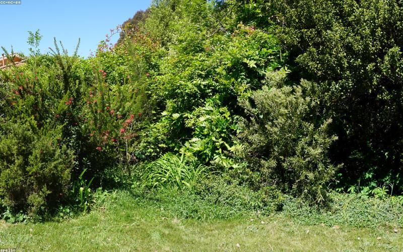 Thảo dược tự nhiên