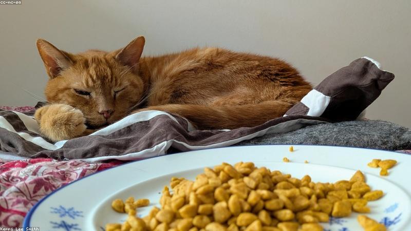 Thức ăn cho mèo tại PetMart VN