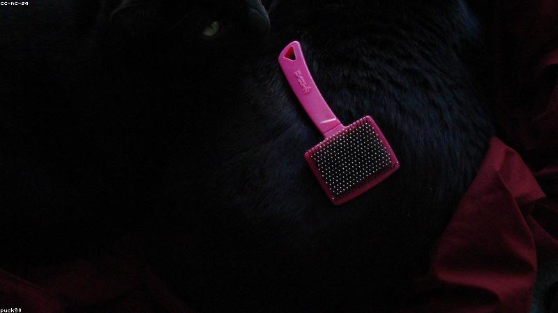 Cách chải lông mèo