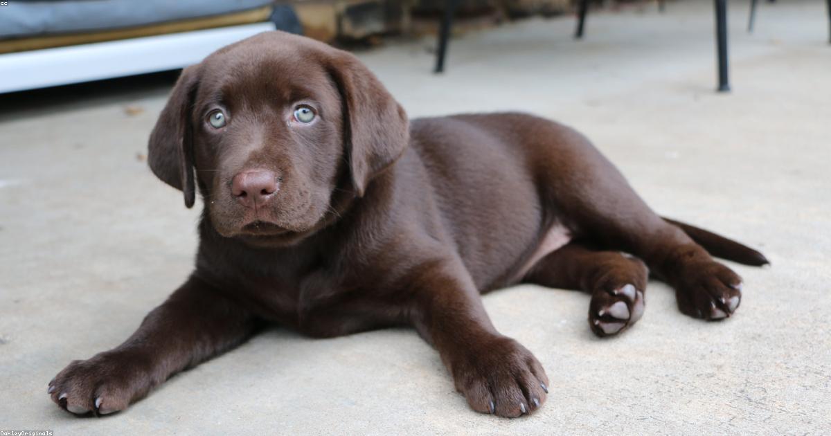 Gia đình và thú cưng hạnh phúc