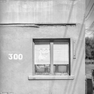 Xương Rồng Tai Thỏ