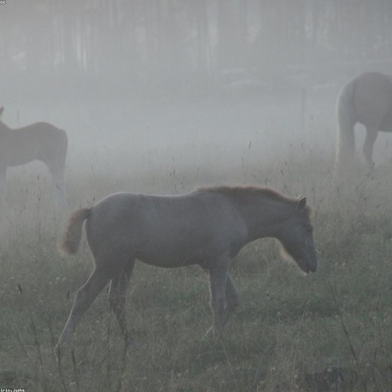 Collagen Peptide Thủy Phân Nature's Way Beauty