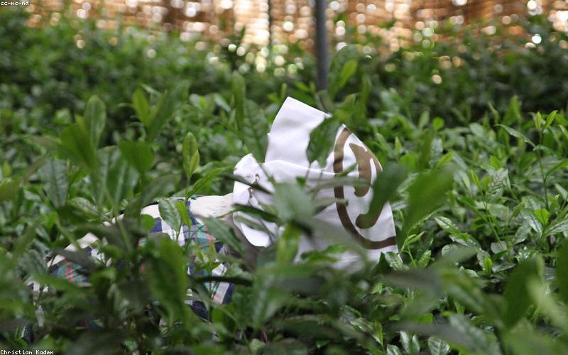 Nghệ nhân thu hái trà thủ công