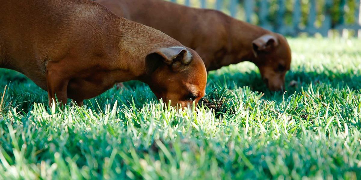 Neuro-cuisine Table Setting