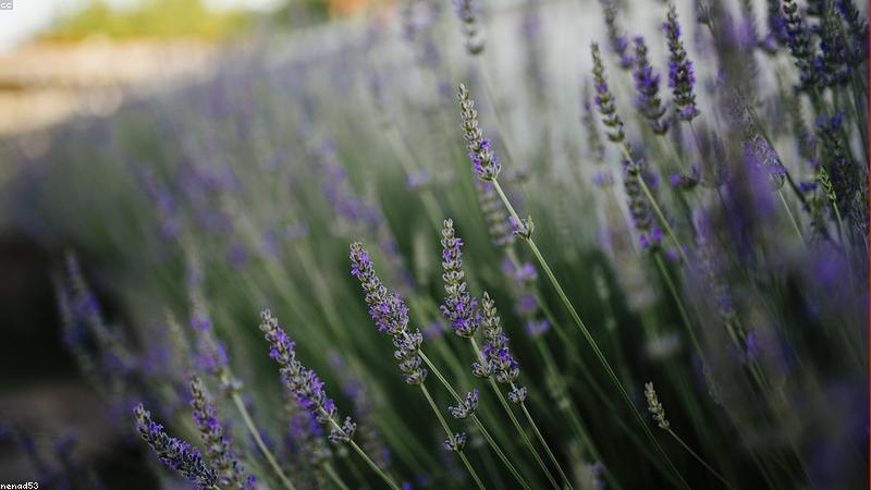 Các loại thảo dược giải độc gan tự nhiên