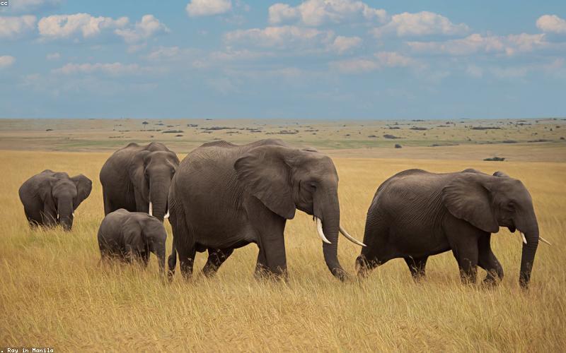 Professional Web Customization