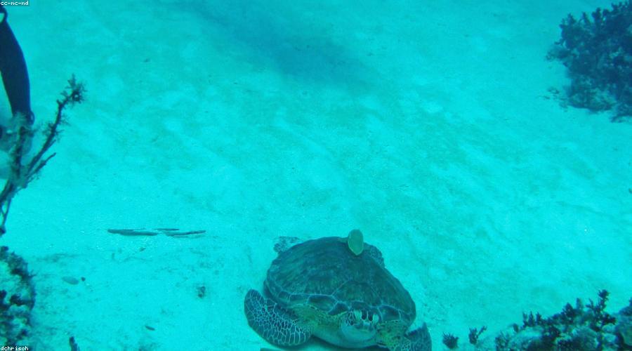 Diver in horizontal trim