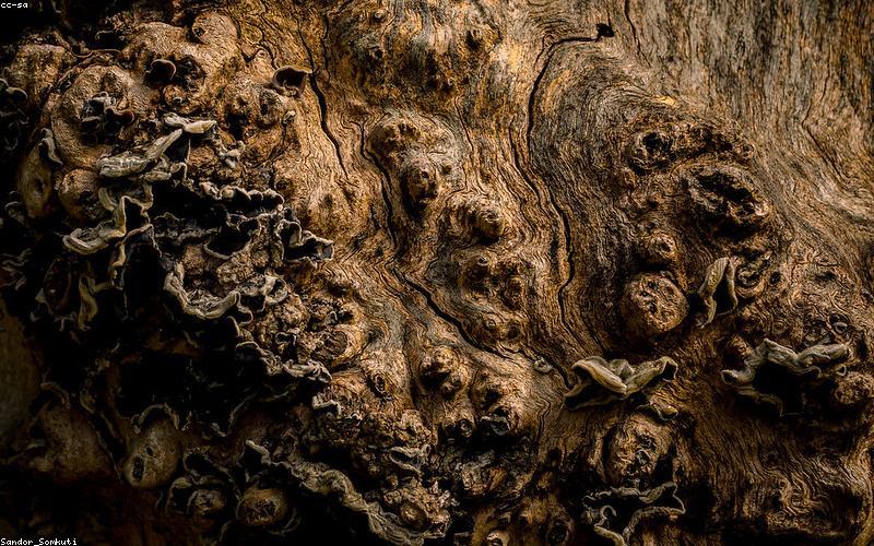 Cận cảnh vân gỗ tự nhiên được bảo quản tốt