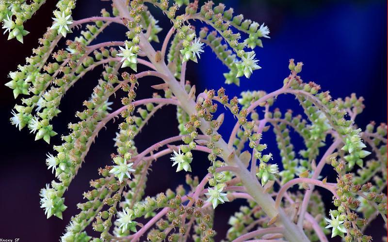 Bố trí cây cảnh gần nguồn ánh sáng tự nhiên