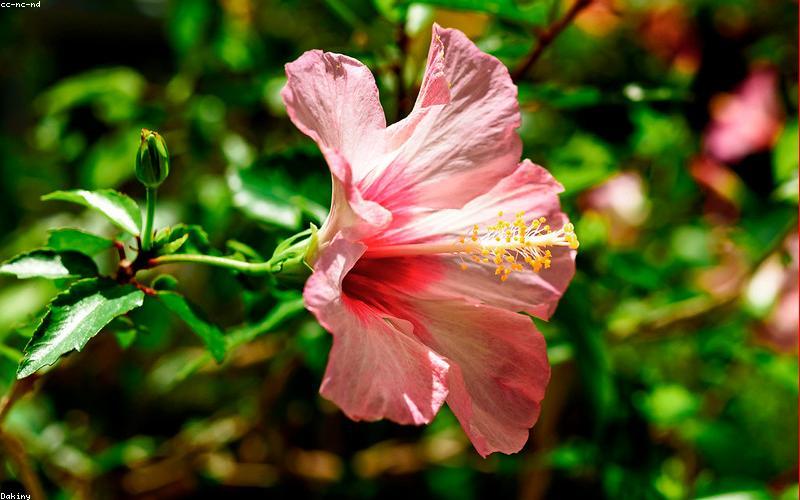 Cây Thiên điểu trang trí văn phòng