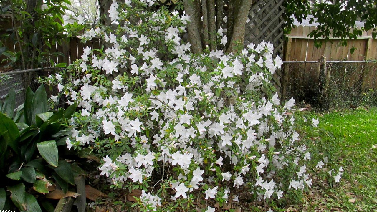 Nghệ thuật hoa tiệc cưới ngoài trời