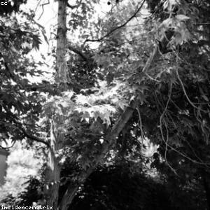 Màn chiếu điện