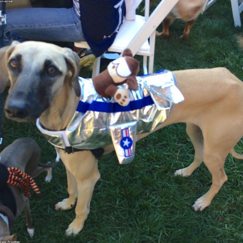 Thớt Gỗ Teak Xuất Khẩu Hình Chữ Nhật