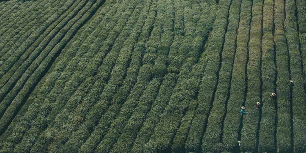 Quy trình AI thiết kế web