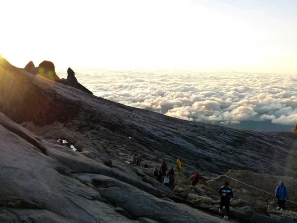 Cây cảnh xu hướng 2026