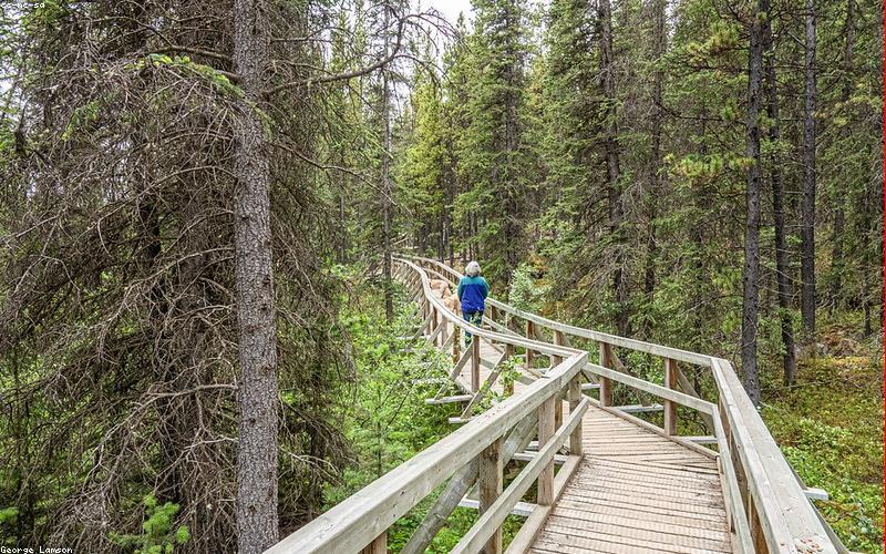 Mật ong rừng nguyên chất WildHoney Farm