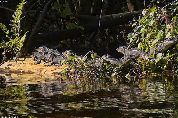 Sunday Natural Benefits