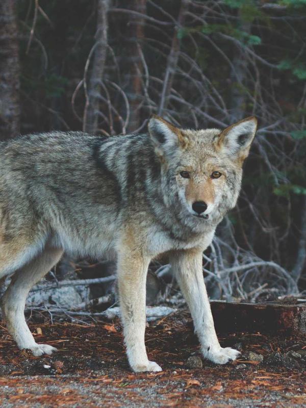 Clean Skin Preparation