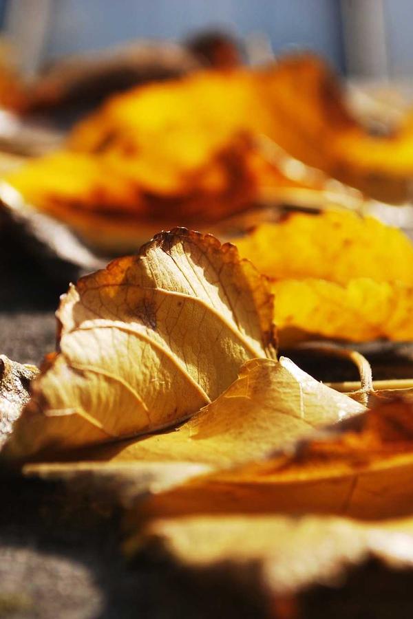 Beauty gallery frame