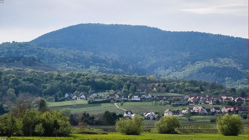 Cánh đồng nho tại vùng Champagne