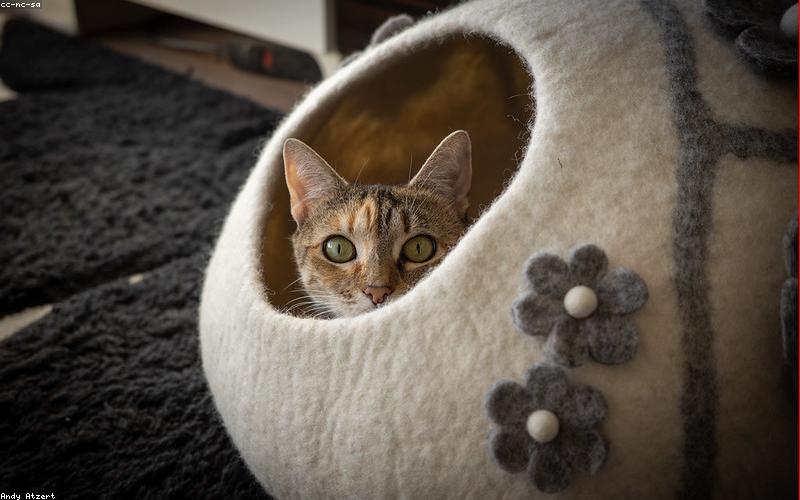 Bé và chú chó chơi đùa