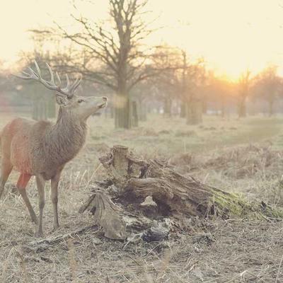 Sạc không dây 5G Beam