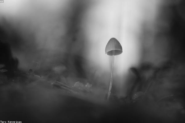 Sữa ong chúa tươi