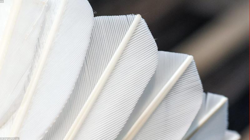 Chọn vợt cầu lông cho người mới bắt đầu