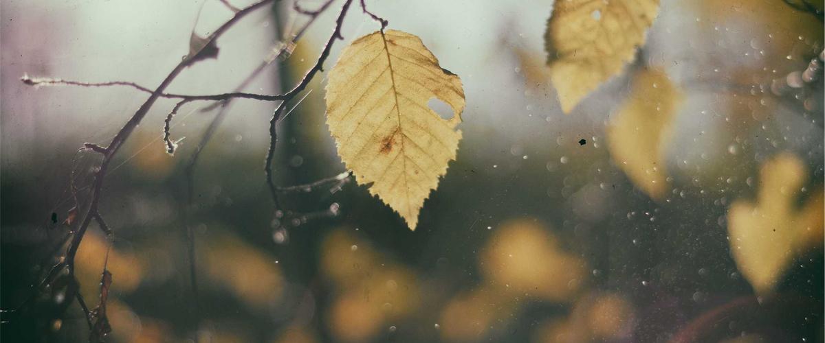 Gamification in IELTS