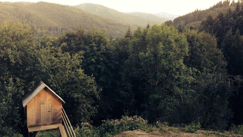 Pet wellness 2026 at Capybara Cafe