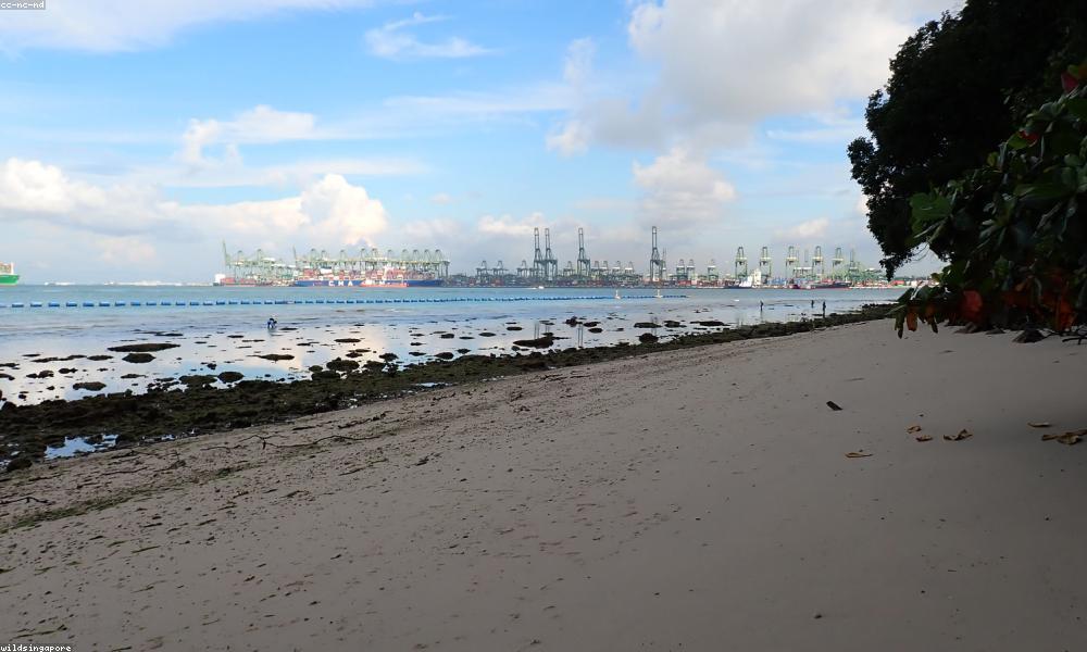 Chưng cất tinh dầu Lotus Herbal