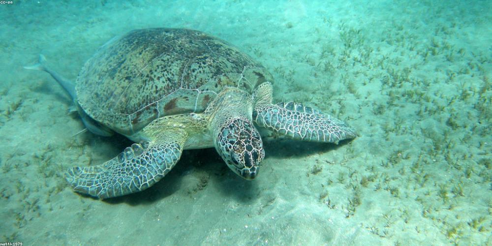 Rặng san hô đầy màu sắc