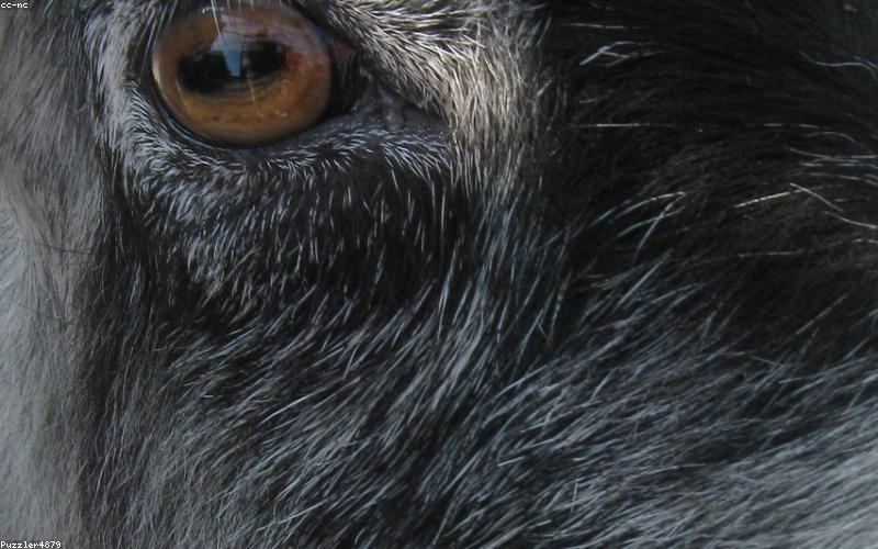 Phun mí mở tròng tinh tế