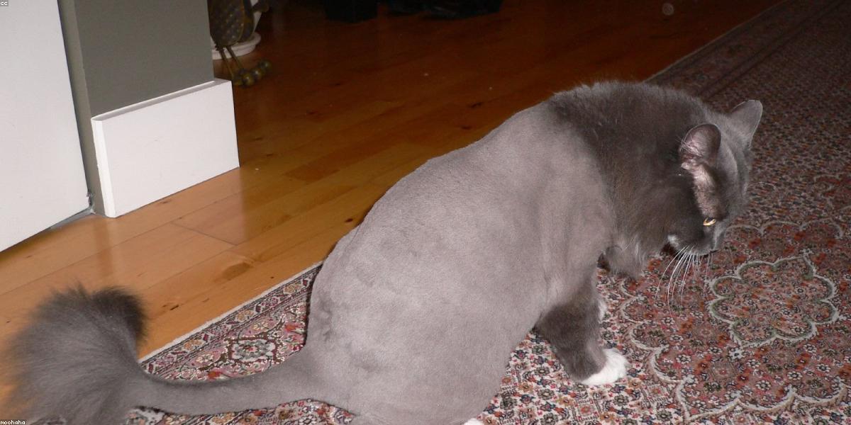 Chuyên gia grooming mèo tại Mochi Pet Shop