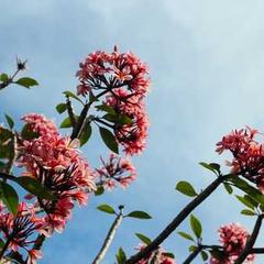 Kiến trúc sư Trí