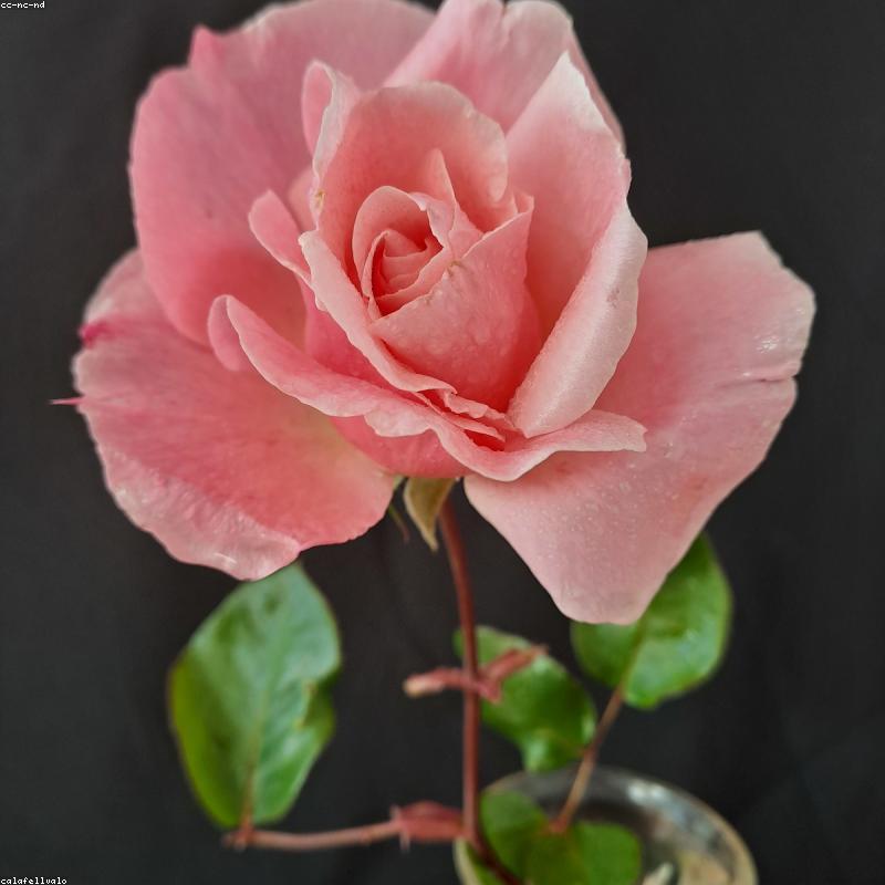 Limited Edition Fragrance