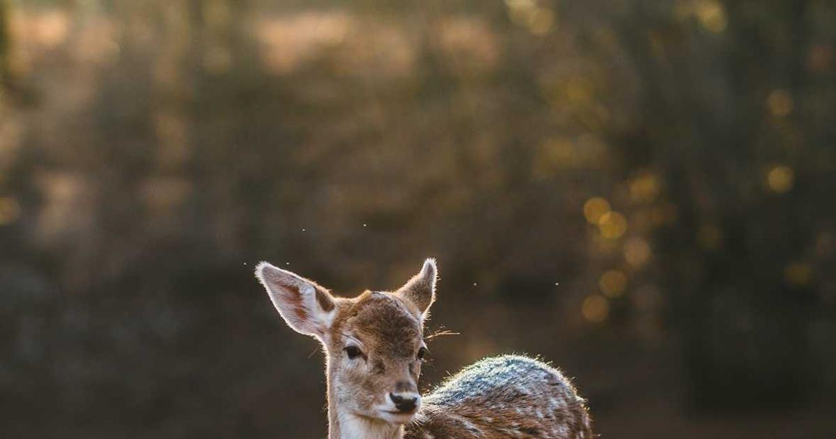 Giải mã công nghệ đằng sau BrandGens: Tương lai của ngành thiết kế web tự động