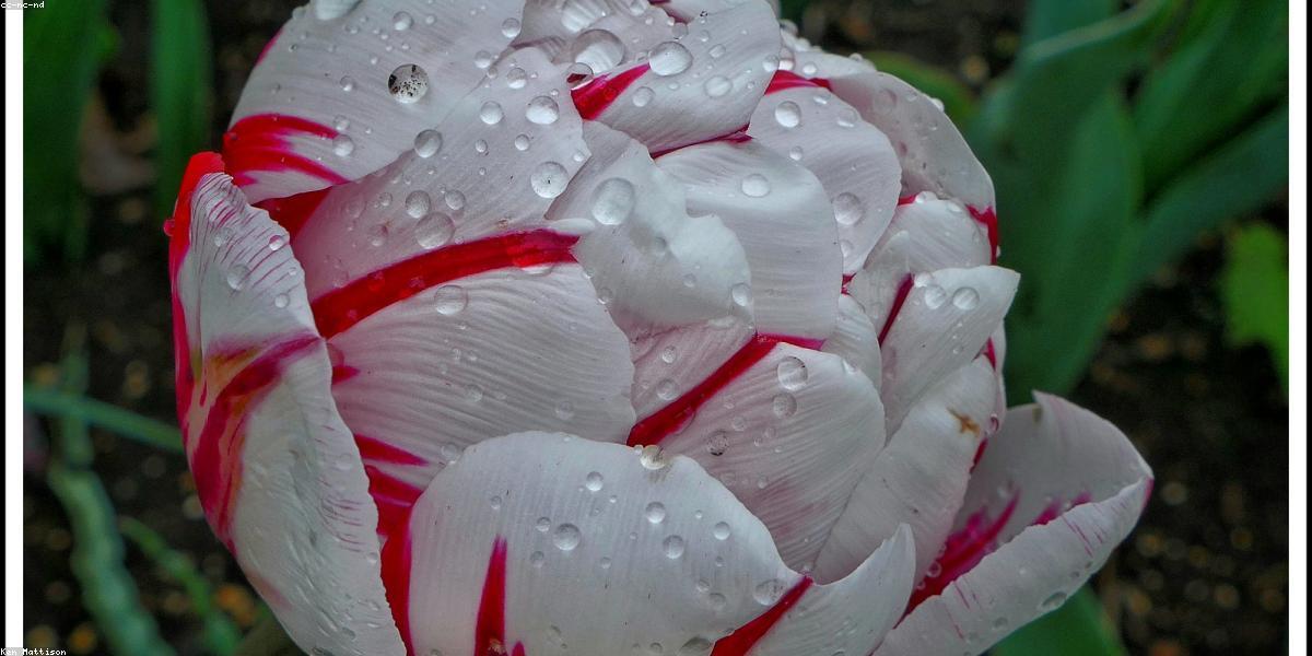 Vật liệu tự nhiên mây tre đá