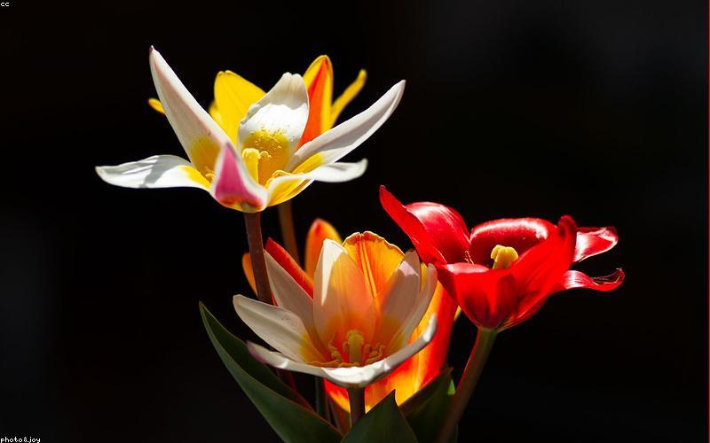 Tạo dáng quy tắc tam giác