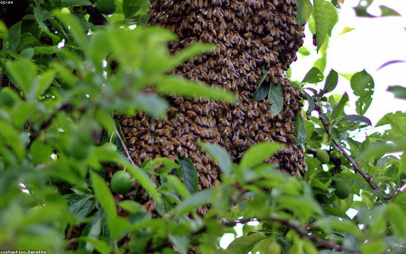 Kiểm tra mật ong bằng nước