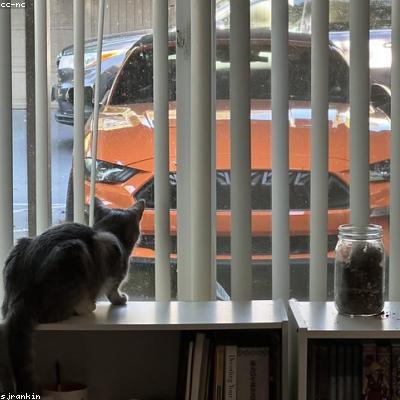 Kệ gỗ treo tường