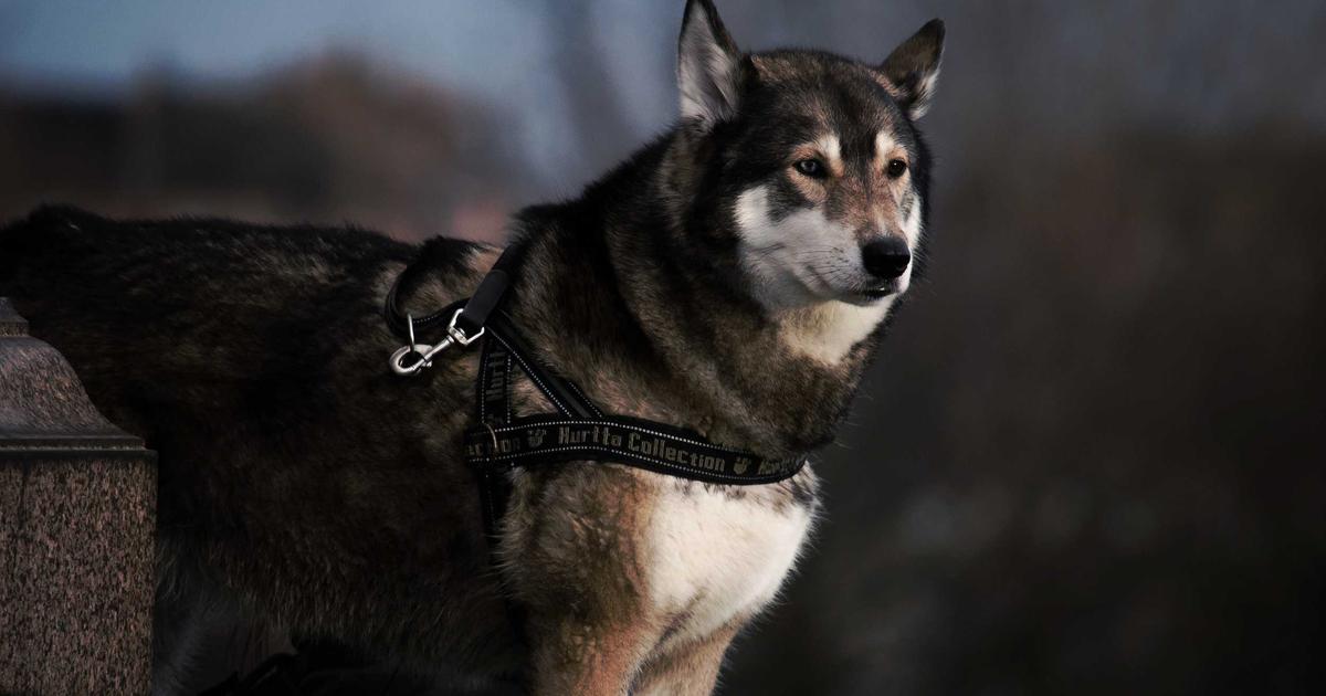 Phân tích chuyên sâu: Tại sao tour trekking giúp tái tạo năng lượng hiệu quả hơn du lịch nghỉ dưỡng?